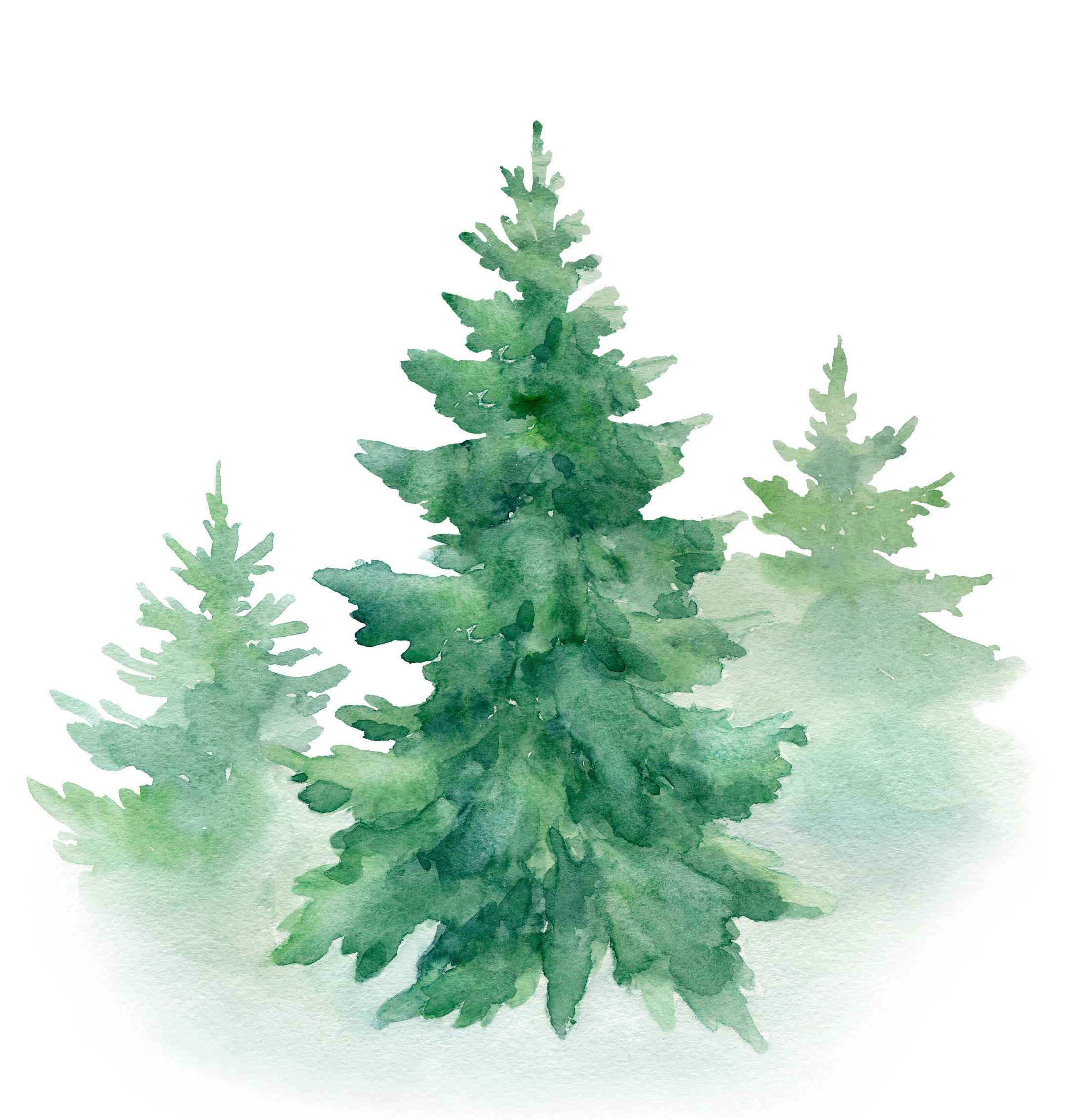 Spruce trees